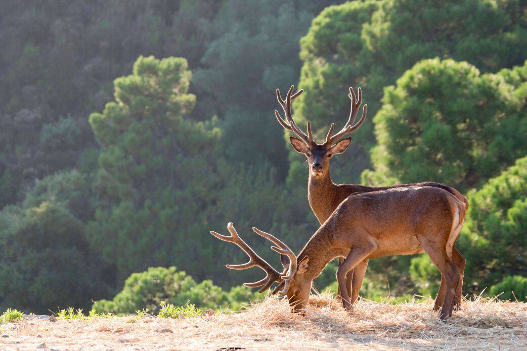 Nature at La Zagaleta